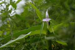 Roscoea purpurea